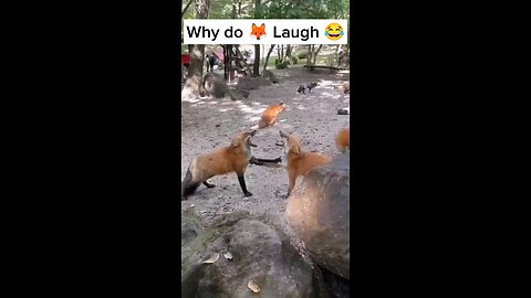 Why do Foxes laugh #animals #cute