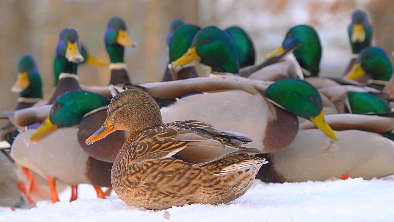 Another Snow Day for the Arctic Mallard Ducks