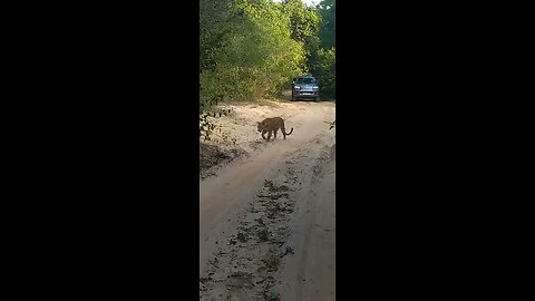 Wild Animal Sri Lanka #wild #wildanimals #wildlife #africa #animal #adventure #animals