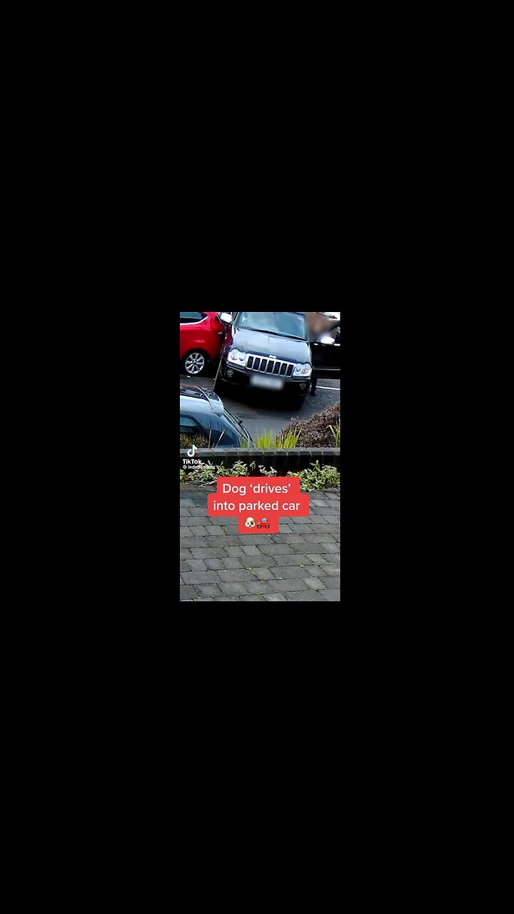 😯 🤣 WHOA! DOG DRIVES CAR!