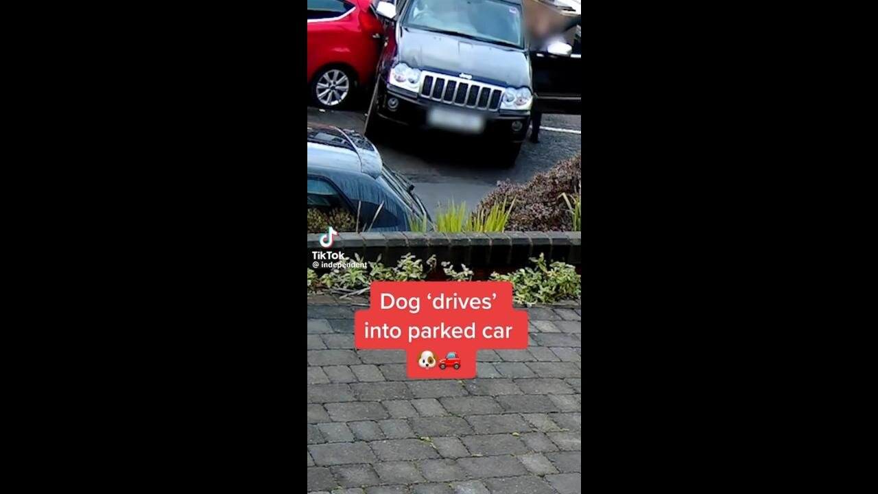 😯 🤣 WHOA! DOG DRIVES CAR!