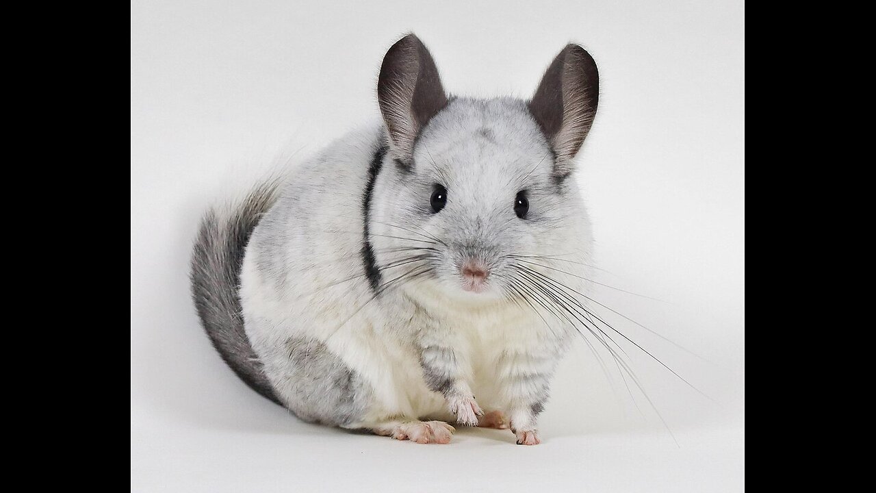 Chinchilla