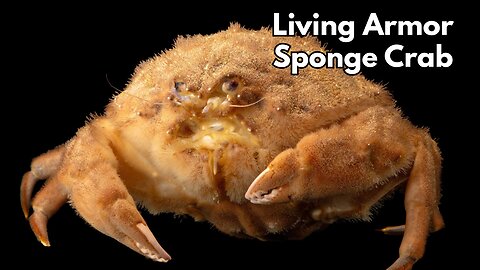 Living Armor: How Sponge Crabs Use Symbiosis for Survival