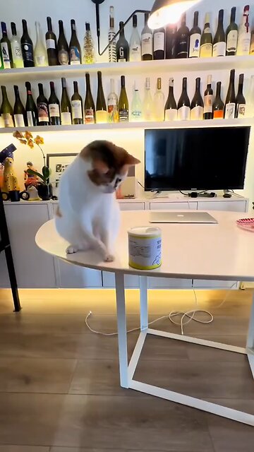 cat playing hide n seek