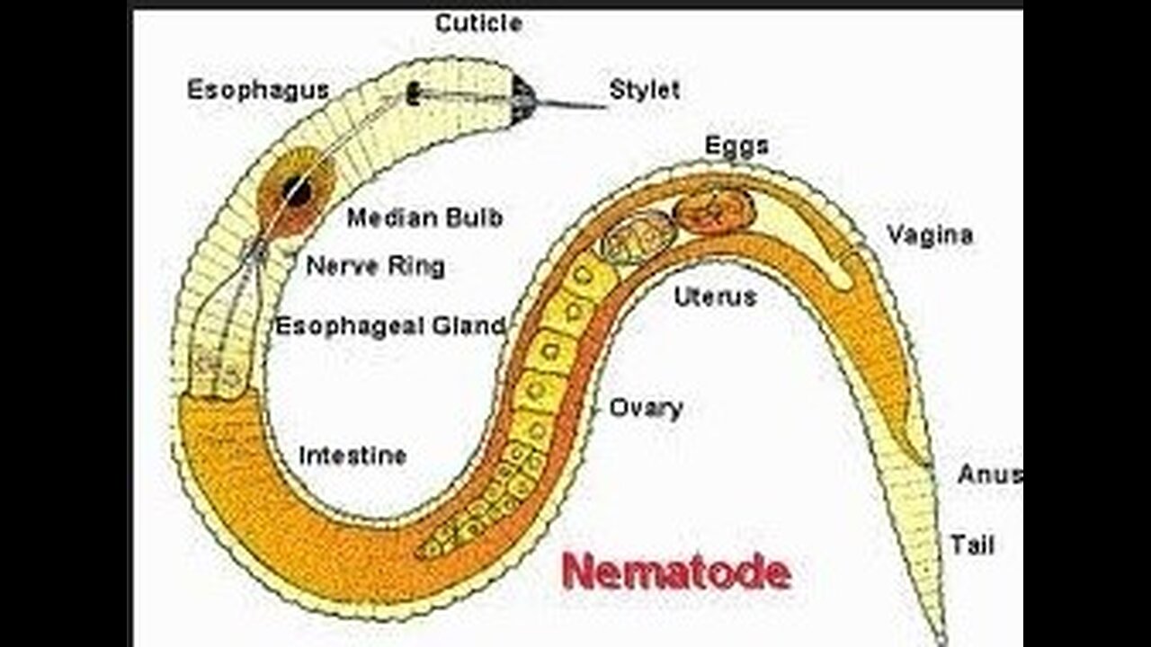 Nematode (Threadworm)