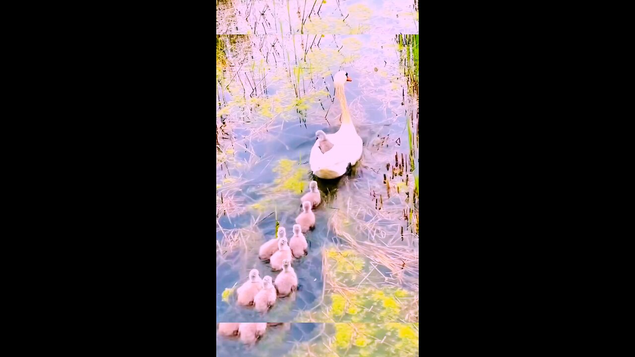 🦆 Mother Duck Leads Her Chicks Across the Field – Too Cute to Handle! 💛🌿