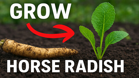 Grow Your Own Horseradish