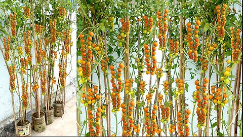 Many fruits and very delicious, Growing Cherry tomatoes on the balcony