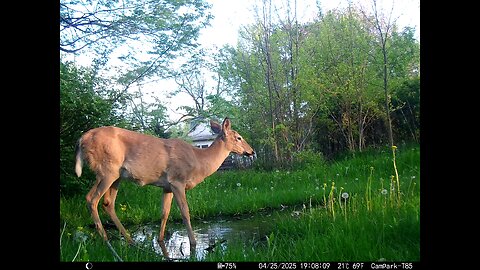 Deer Cam 04-25-2025 Spooked
