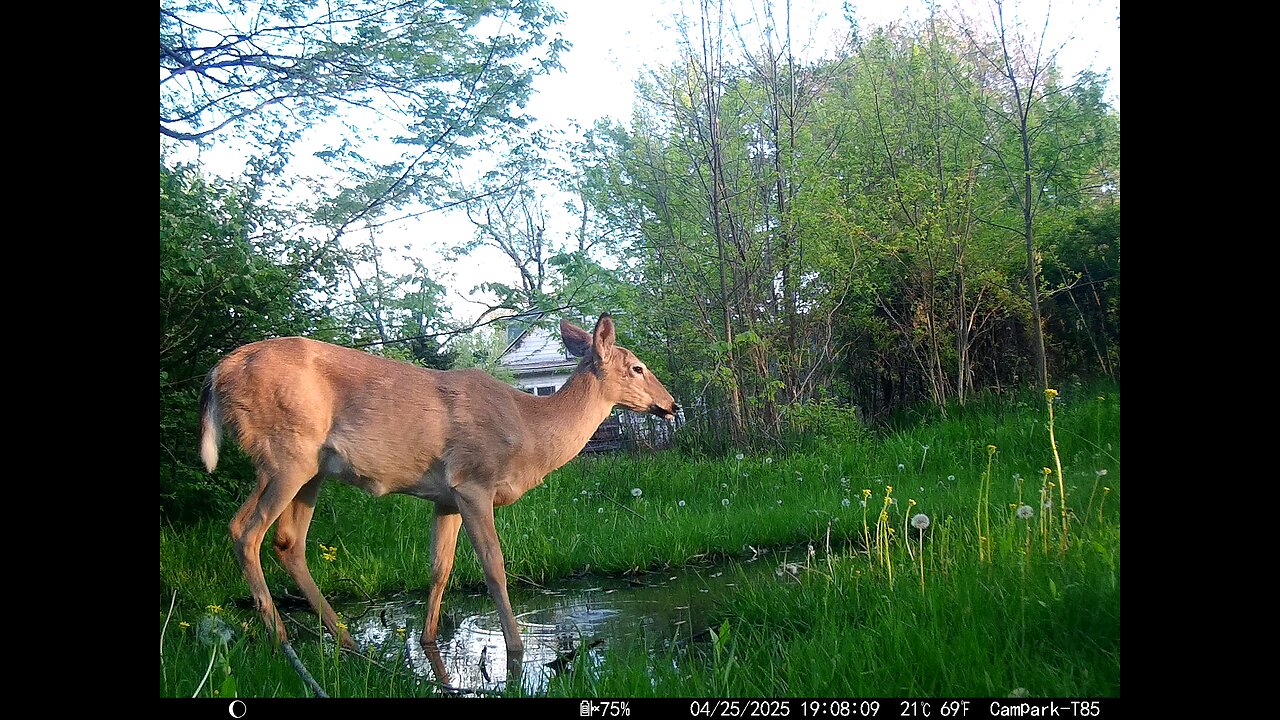 Deer Cam 04-25-2025 Spooked