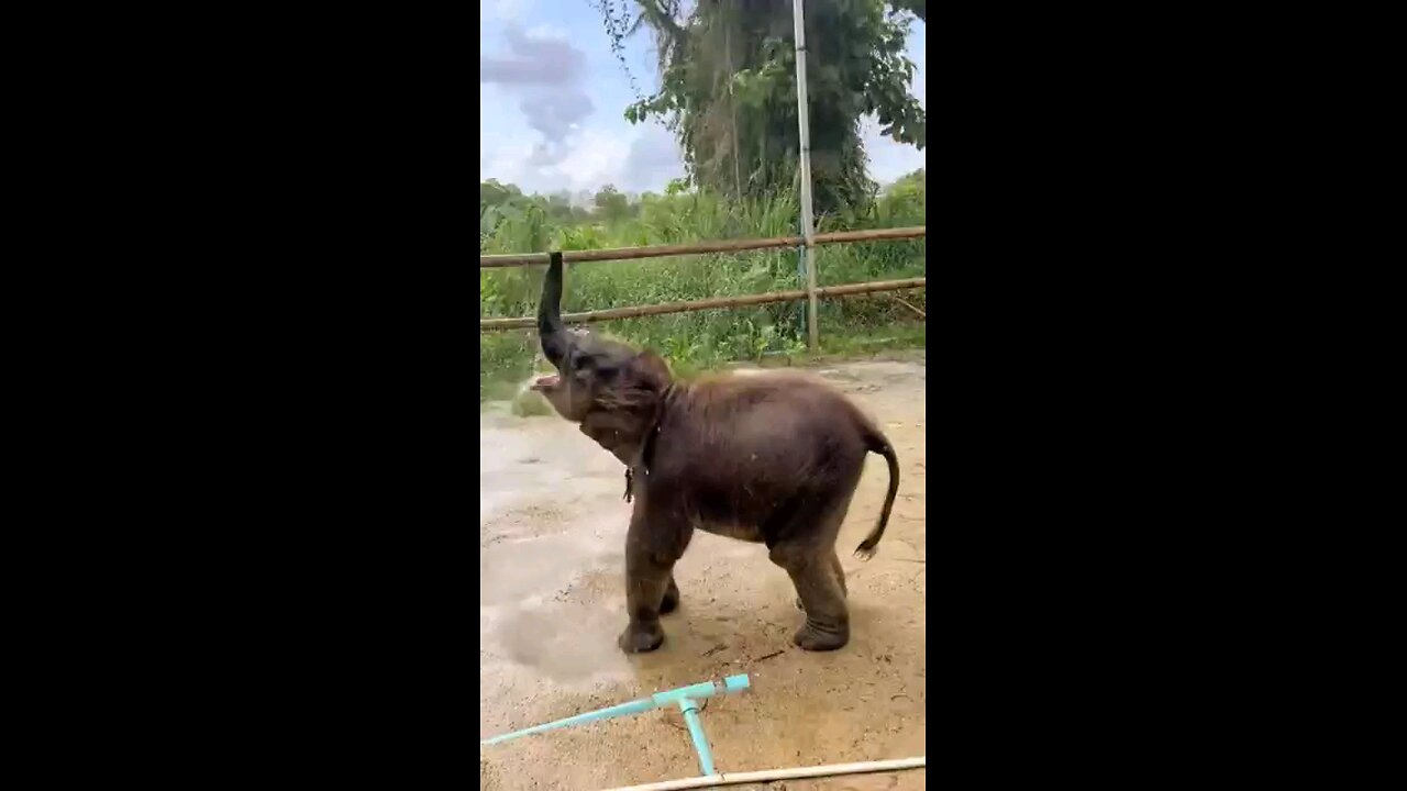 An adorable baby elephant is playing water so happily 😍 🐘