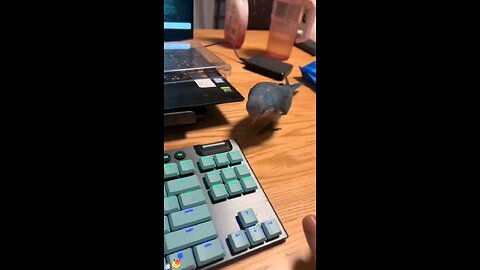 funny birds viral video 📹