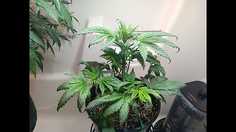 Fruity pebbles week 4 day 4