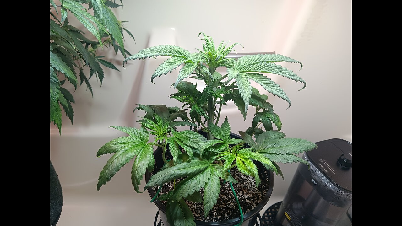 Fruity pebbles week 4 day 4