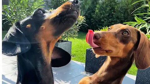 Playful Dachshund dogs cute videos 2021,Sausage dogs funny videos