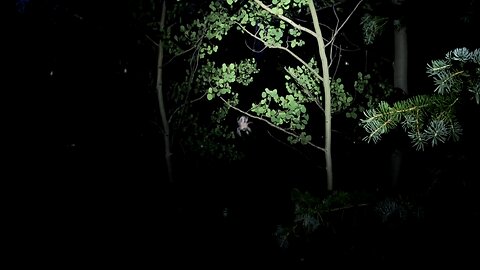 Almost Walked Into a Huge Spider Web at Night