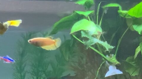 Song I Wrote For My Fish