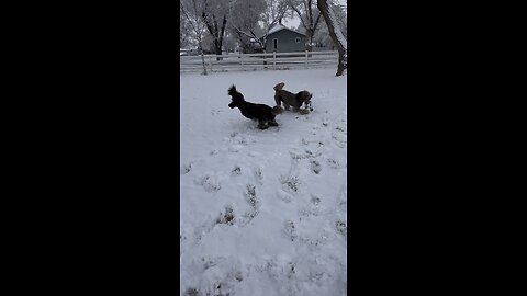 Snowpoodles