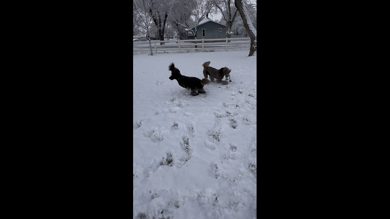 Snowpoodles