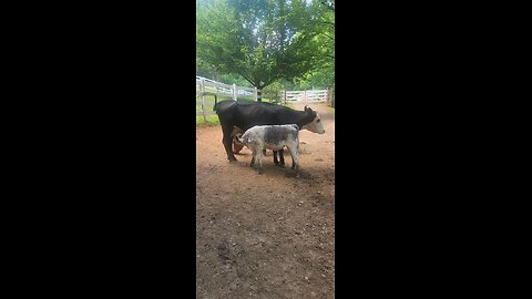 Momma cow feeding heifer calf 2025.