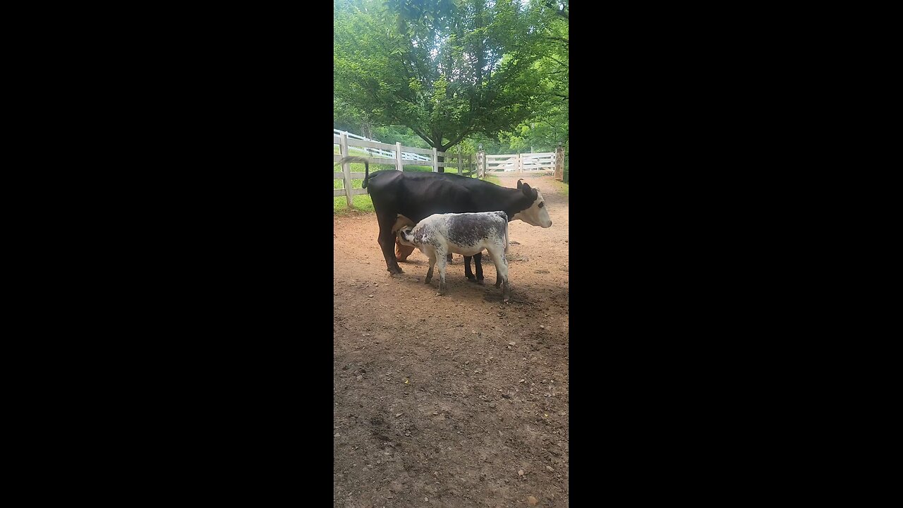 Momma cow feeding heifer calf 2025.