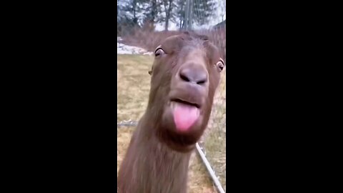funny animals😁