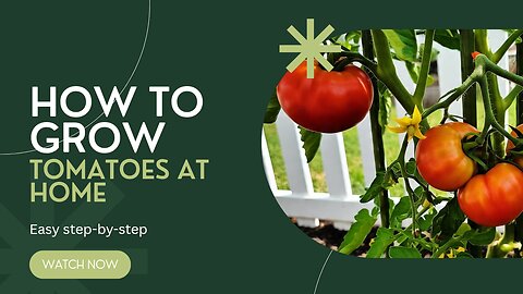 Grow MONSTROUS Tomatoes at HOME with these MIND-BLOWING Tips! 😲"