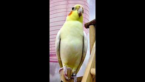 Adorable Cockatiel Jerry's Super cute Singing and dancing Moments 🥰🎶🦜 #cockatielscraze