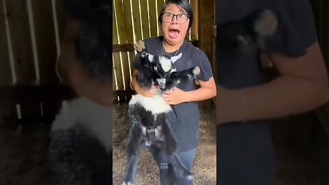 funny animals compilation #funnyanimals #animals #pets #shorts