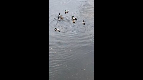 Mallard Ducks 🦆 #ducks #swimming #duck #mallardducks #viral #trending #followme #shorts