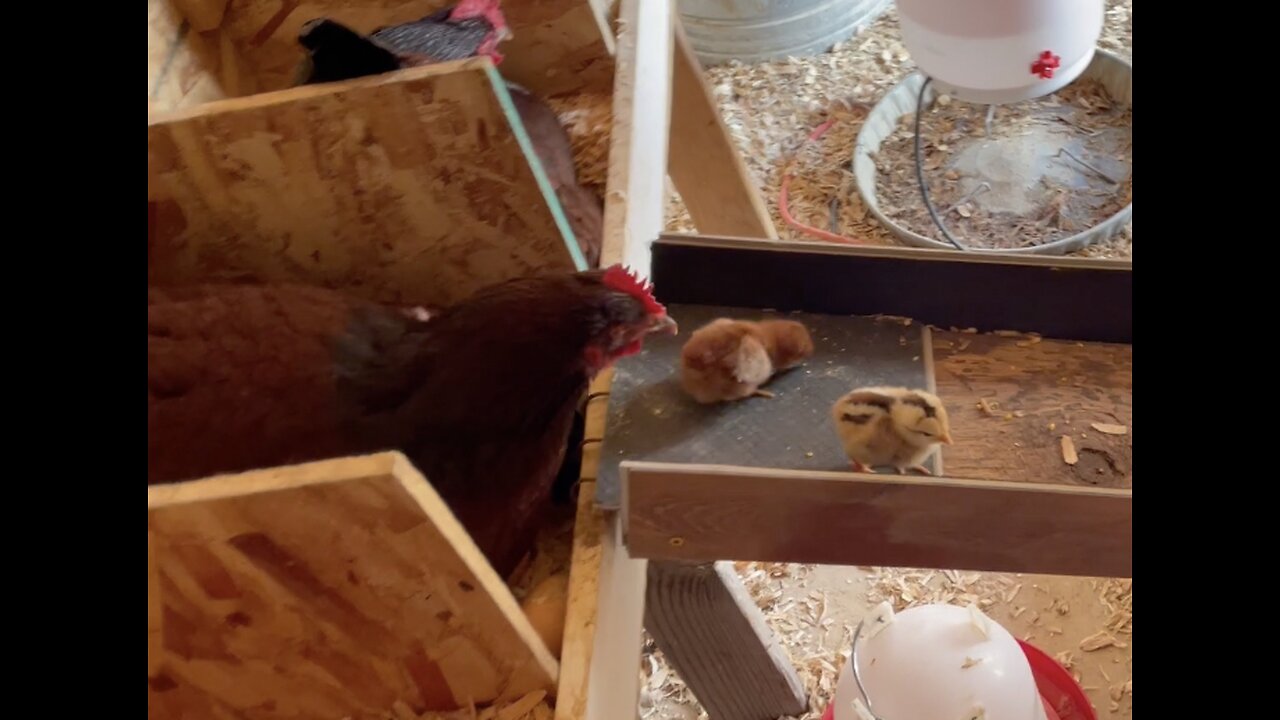 The Chicks Arrive!
