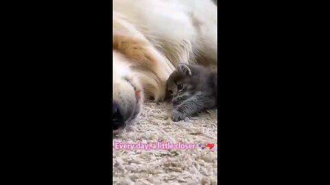 Cute bond between dog & cat❤✨😍🩷🫶🫰