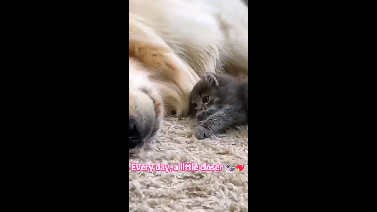 Cute bond between dog & cat❤✨😍🩷🫶🫰