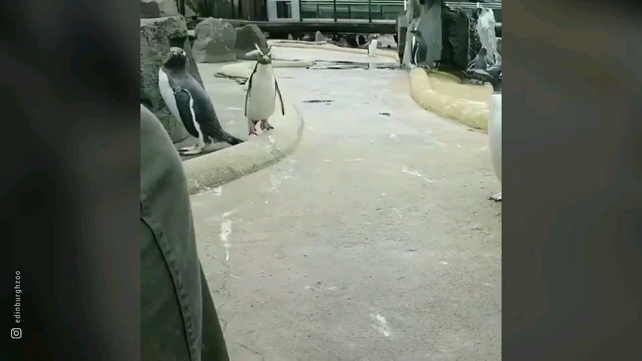 funniest animals caught on camera