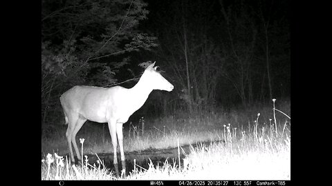 Deer Cam Buck 04-26-2025 Spider Crawls Across Camera Short