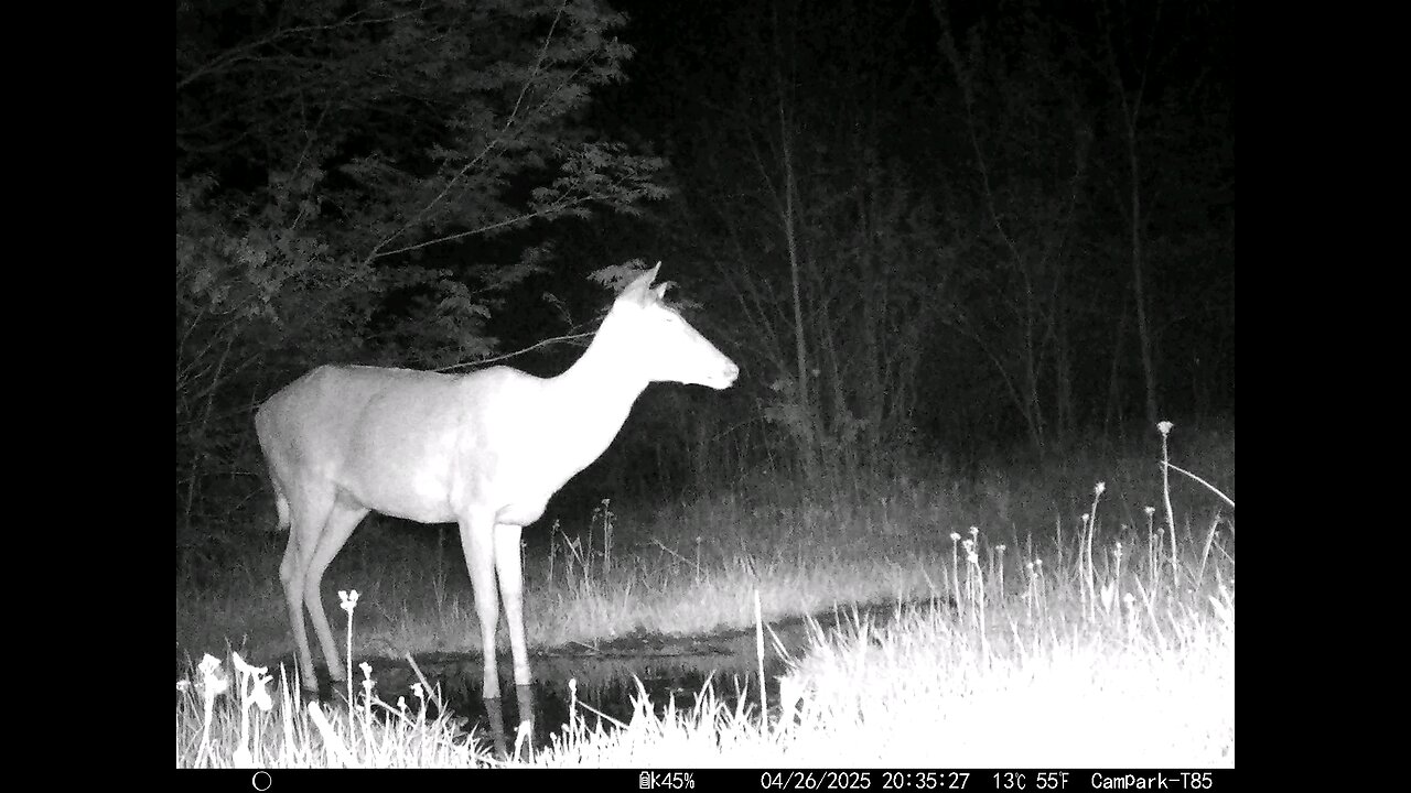 Deer Cam Buck 04-26-2025 Spider Crawls Across Camera Short
