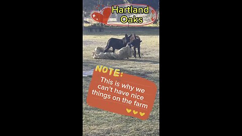 Dragon & Prince, mischievous mini donkeys, are the reason we can’t have nice things on the farm!