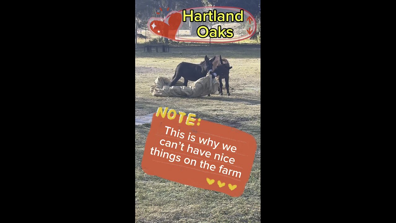 Dragon & Prince, mischievous mini donkeys, are the reason we can’t have nice things on the farm!