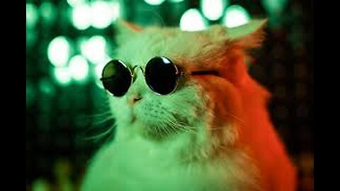 Funny cats compilation l 2025