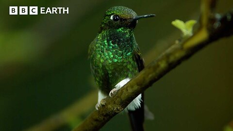 Meet The Sneaky Birds That Steal Nectar From Flowers | Natural Born Rebels | BBC Earth