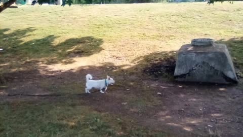 dog