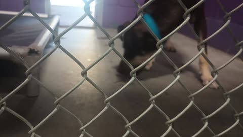 Jax 1y Pet Id 946904 kennel 26 HSSAZ shelter it was 1st time met-fed her all goes groovy20250711_177