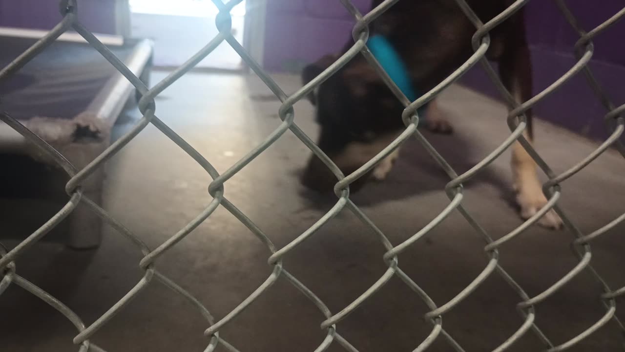Jax 1y Pet Id 946904 kennel 26 HSSAZ shelter it was 1st time met-fed her all goes groovy20250711_177