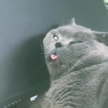 This Cat Sleeps Like a Legend 😹💤