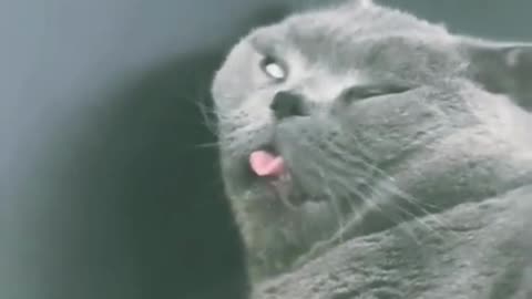 This Cat Sleeps Like a Legend 😹💤