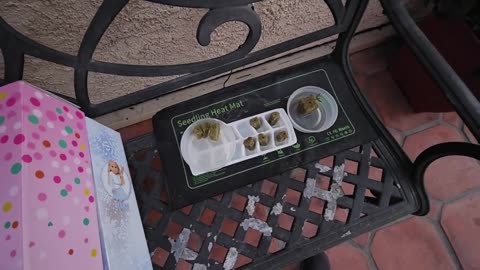 2025 Peebs Garden (June 16, 2025)