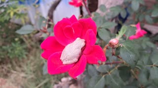 FROG SLEEPIN IN A ROSE - RAMMM RAMMM RAMMM...