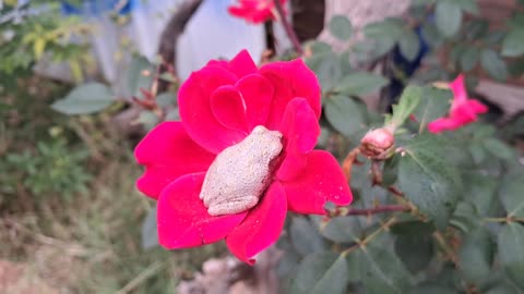 FROG SLEEPIN IN A ROSE - RAMMM RAMMM RAMMM...