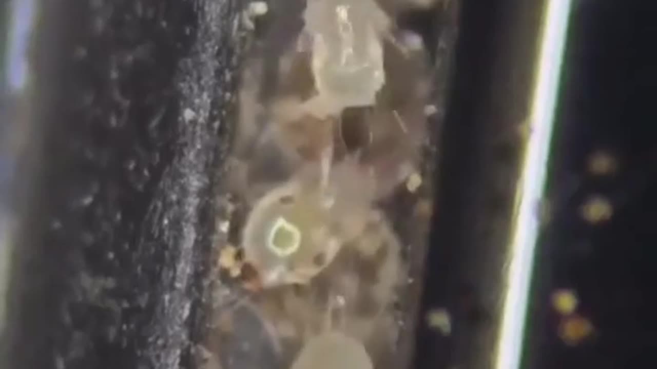Phone under microscope