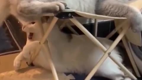 Funny video